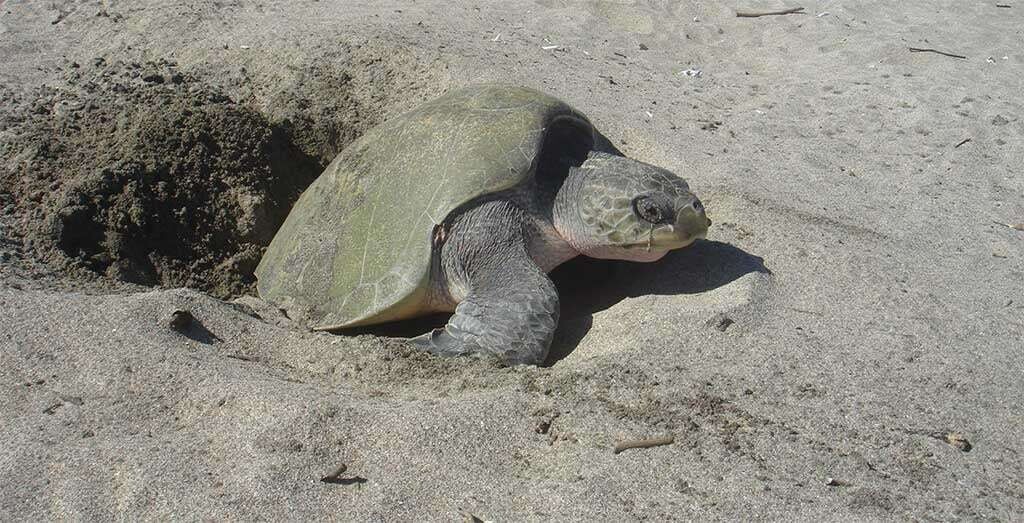 845 Endangered Olive Ridley Turtles Released in Nicaragua
