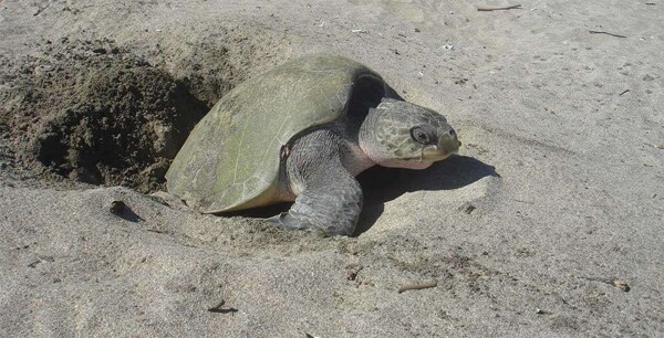 845 Endangered Olive Ridley Turtles Released in Nicaragua
